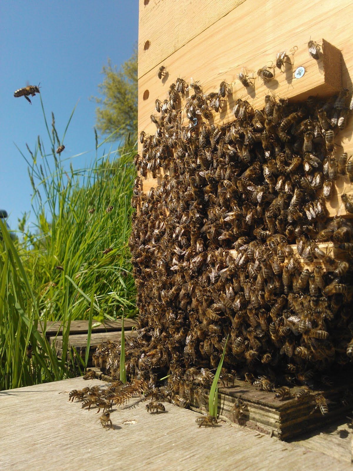 Bees go home